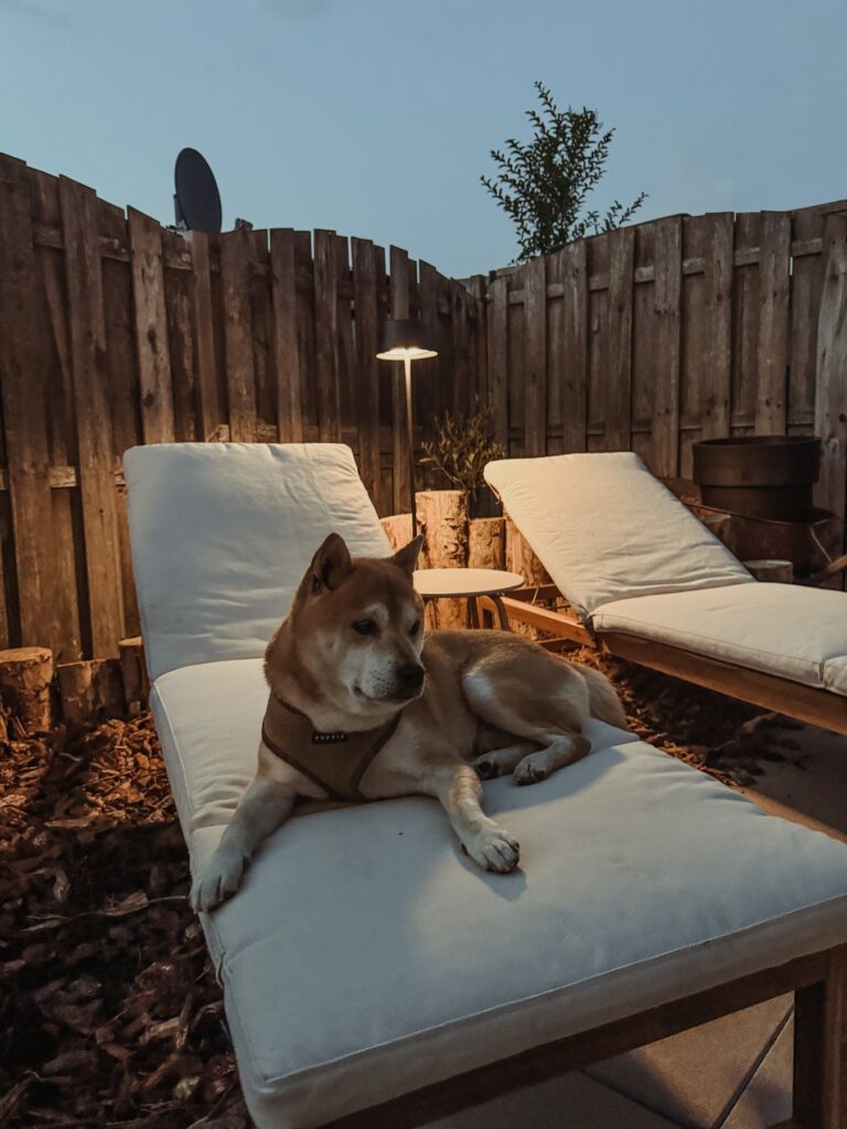 Hond Lio op een ligbed in de avondschemering met terraslamp
